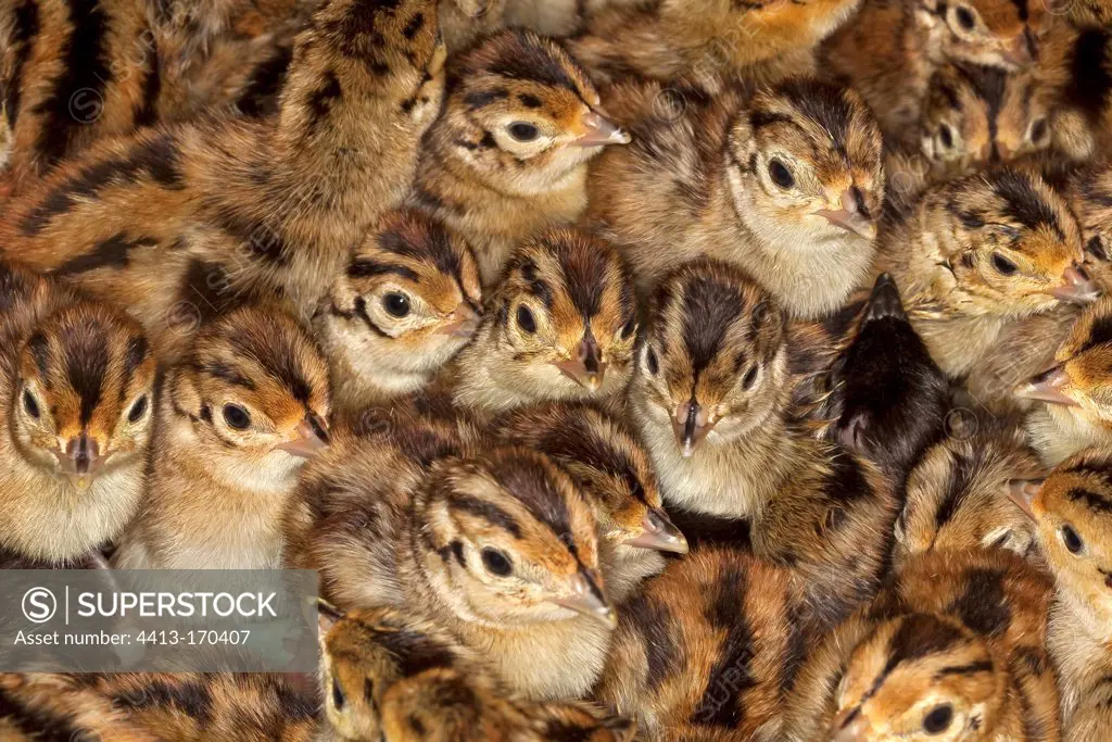 Pheasant chicks for breeding Bas-Rhin France