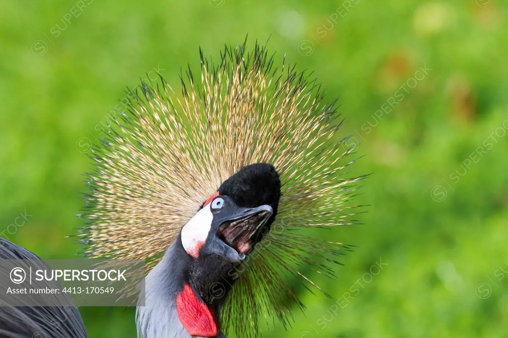 Portrait of a Black Crowned Crane the beak opened