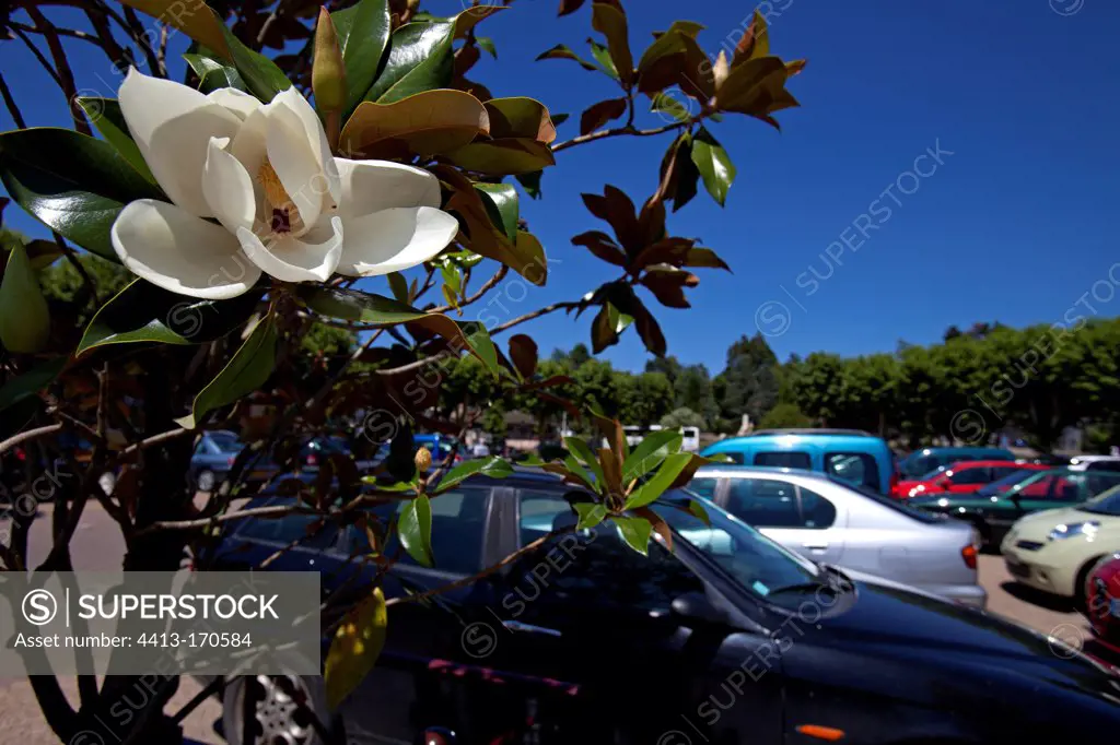 Magnolia in bloom in an urban parking lot