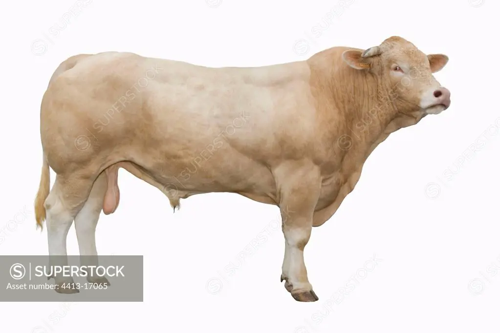 Portrait of a Bull of race of Blonde d'Aquitaine