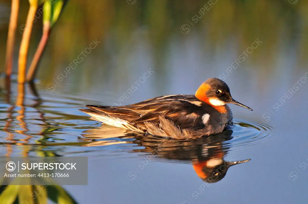 Red-necked Phalarope female in water Iceland