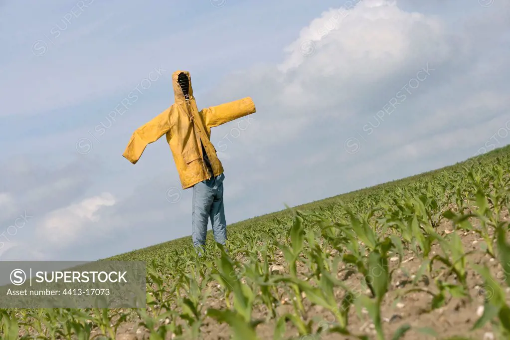 Scarecrow in a Corn field France