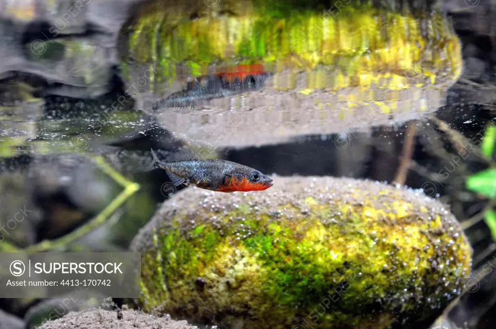Threespined Stickleback and its reflection Drôme France