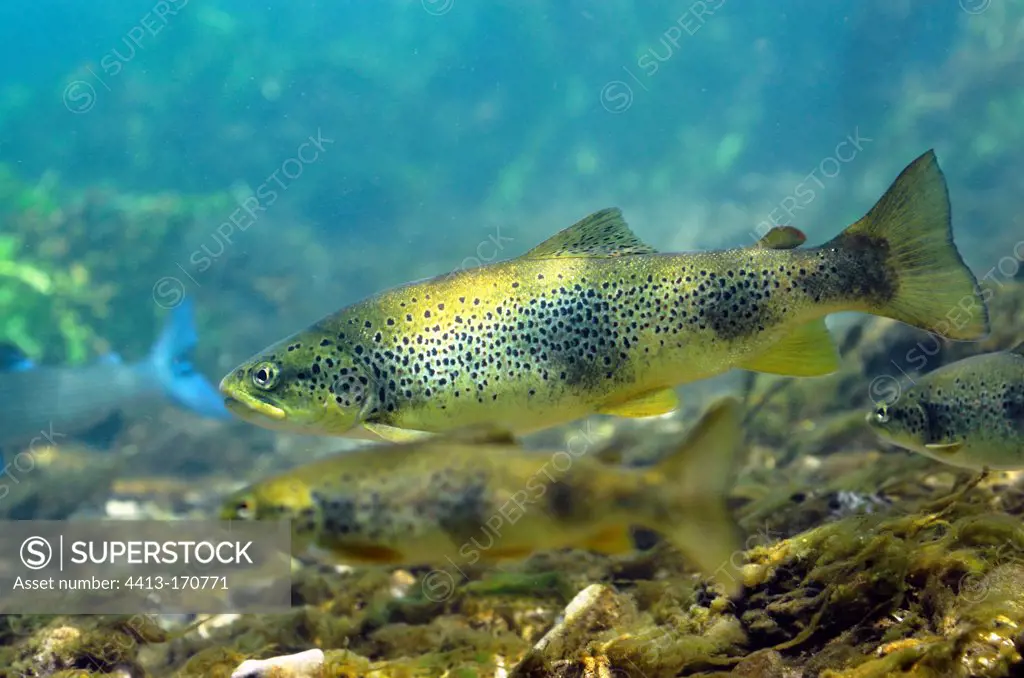 Brown trouts in the river Sorgue in the Vaucluse France