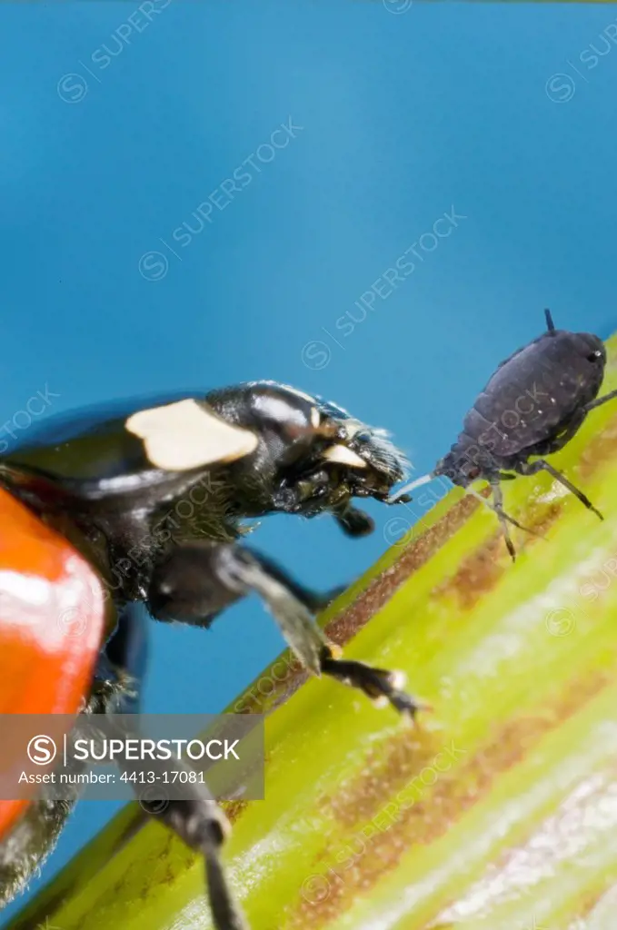 Sevenspotted lady beetle eating black Aphids France