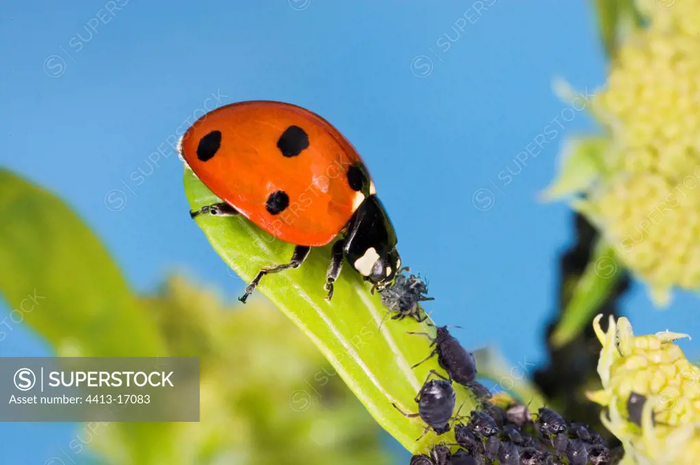 Sevenspotted lady beetle eating black Aphids France