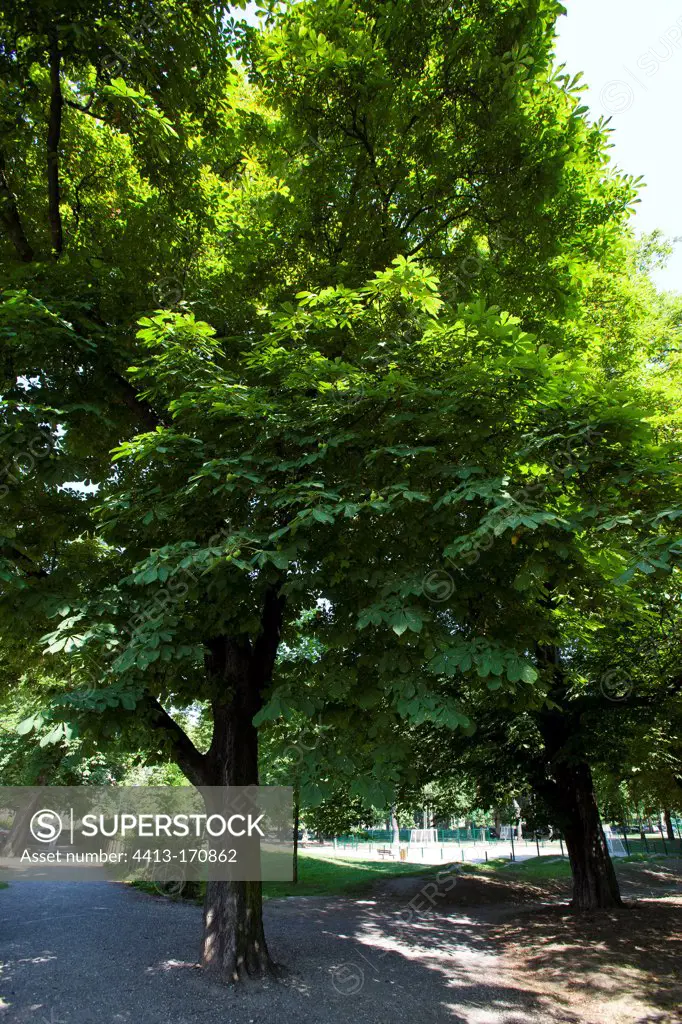 Chestnut trees in an urban park