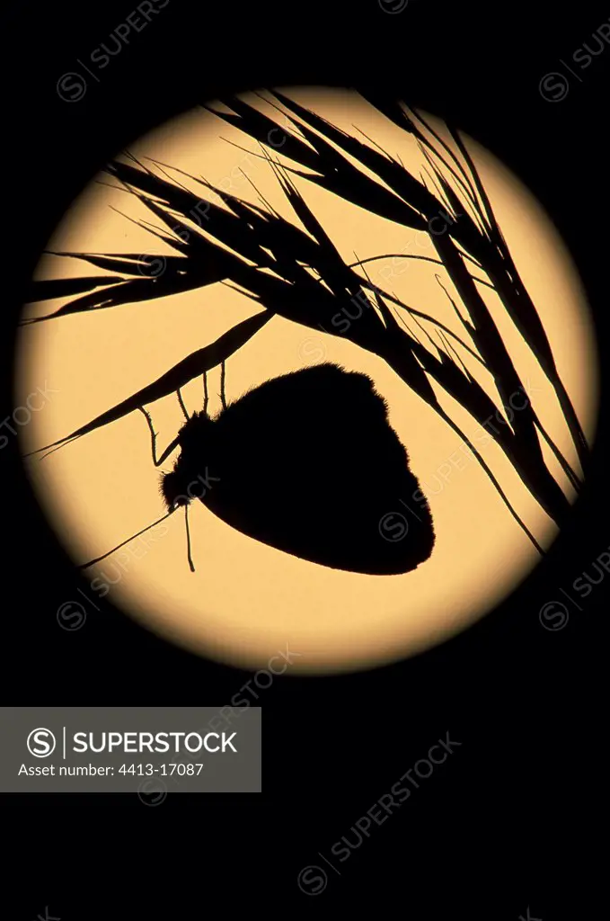 Silhouette of a butterfly with the moon in background