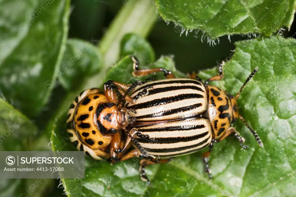 Colorado potato beetle mating France