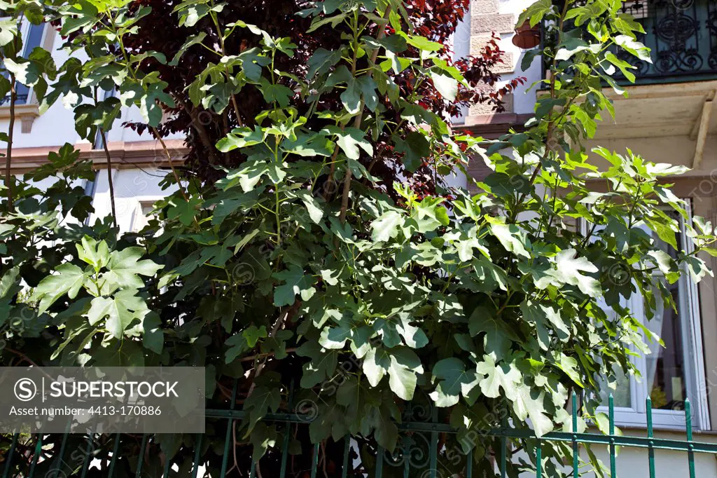 Fig tree in a city