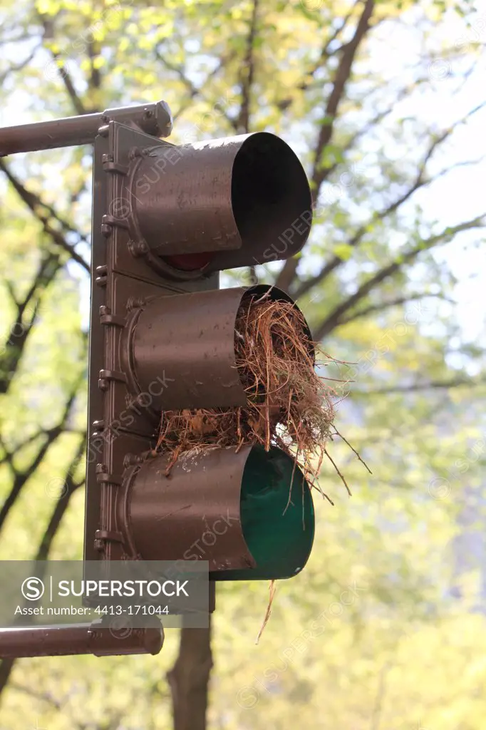 Nest in traffic lights Central Park New York USA