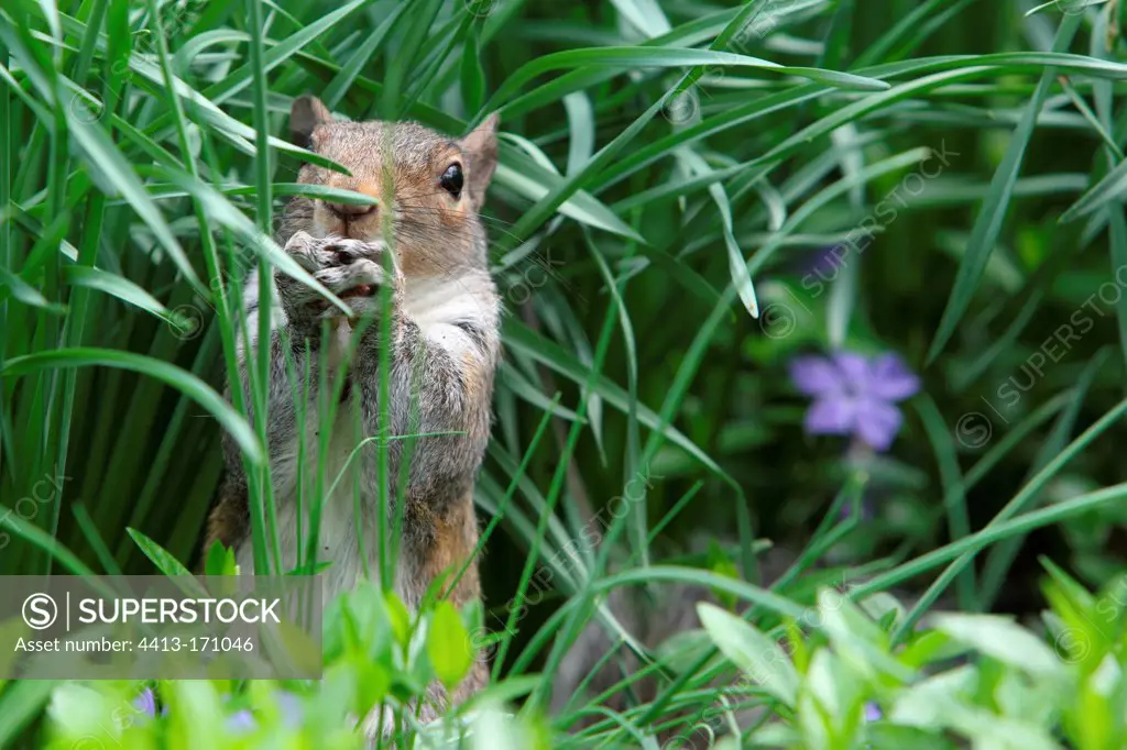 Grey squirrel in the grass Central Park New York USA