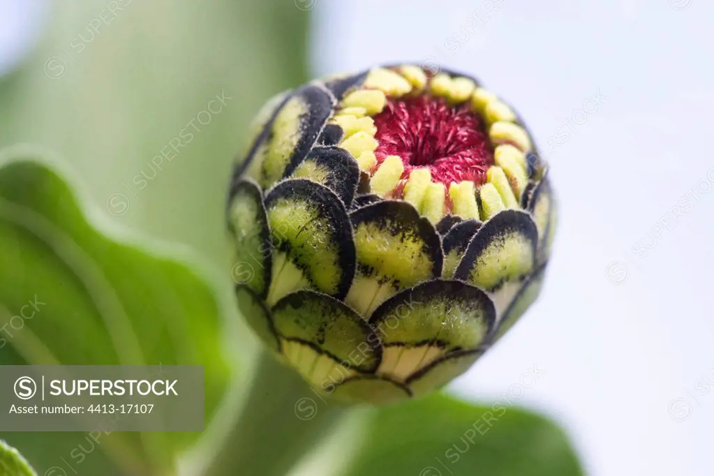 Portrait of a Bud of flower of Zinnia France