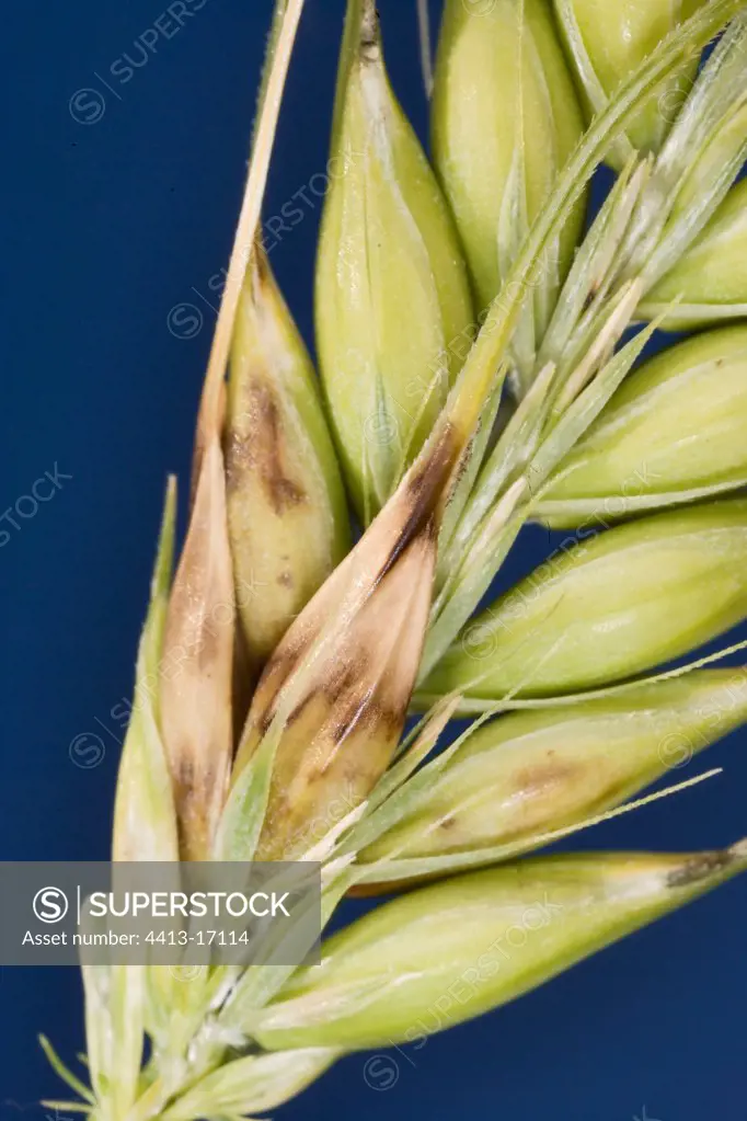 Barley ear with Rhynchosporium France