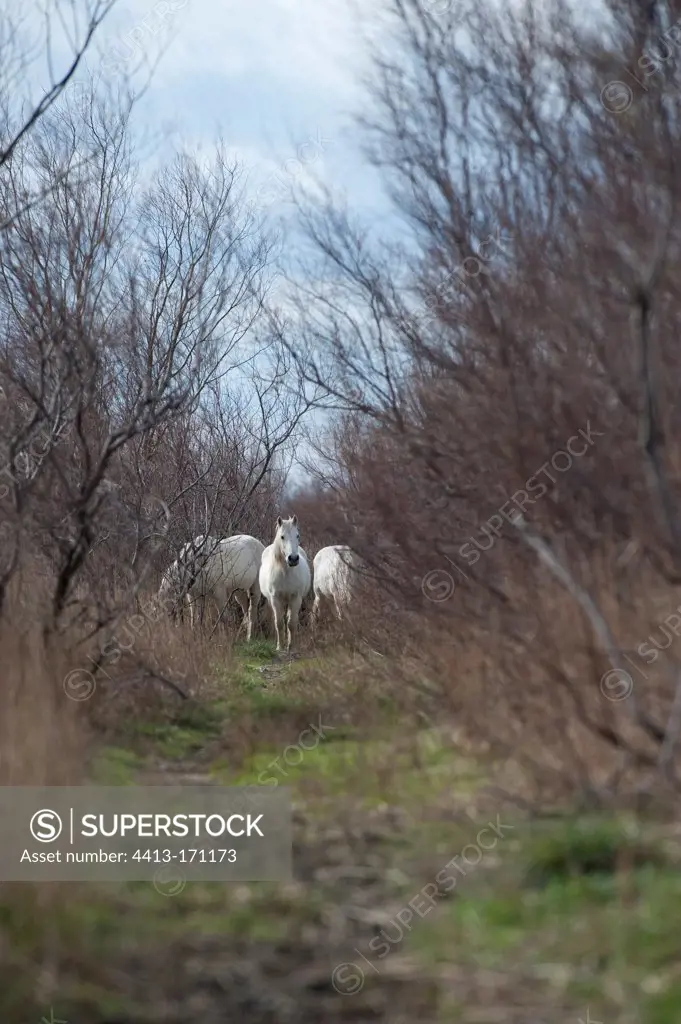 Camargue horses in the Camargue marshes PNR France
