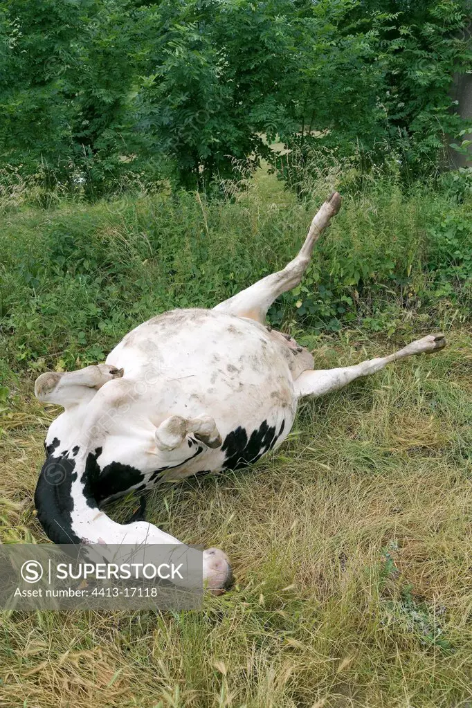 Prim' Holstein cow struck down France