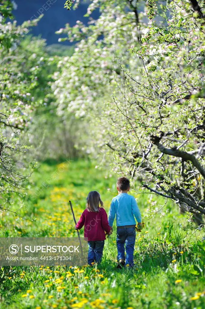 Children walking in an orchard in the spring France