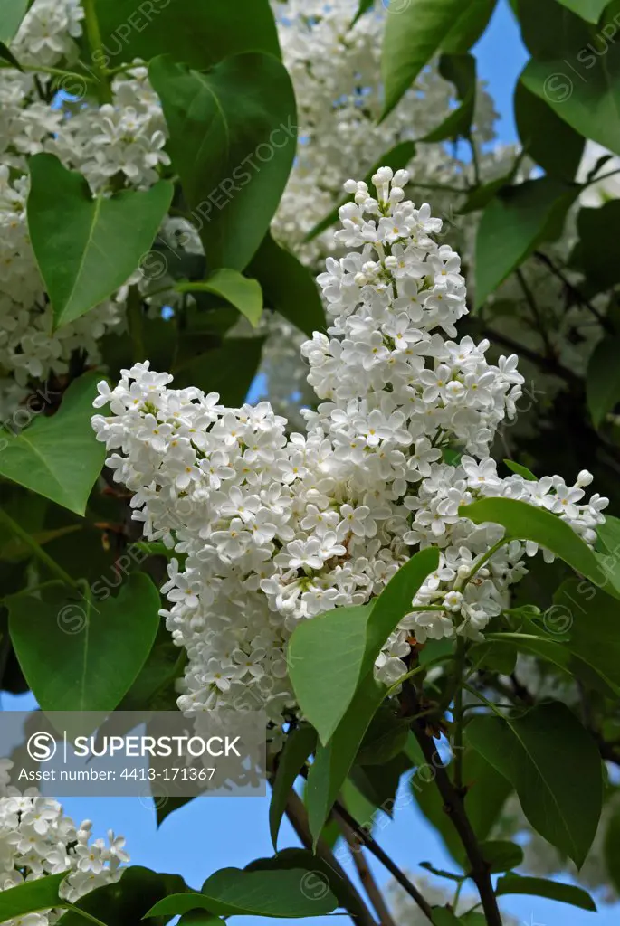 White Lilac flowers in the spring France