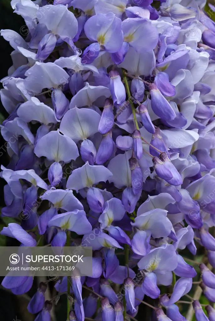 China Wisteria flowers in the spring France