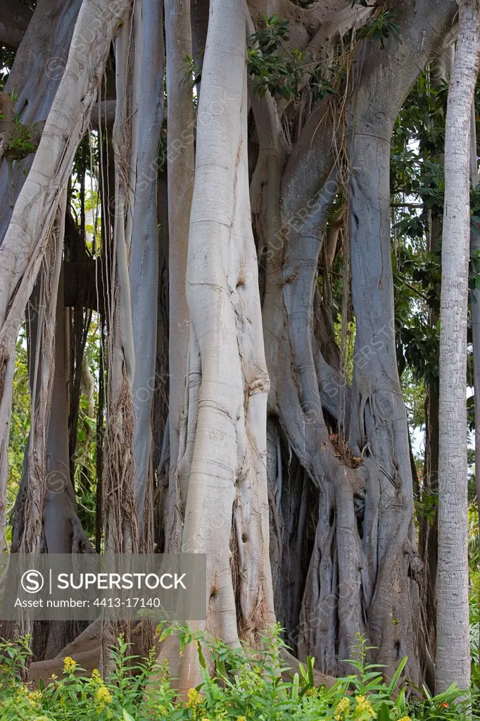 Moreton Bay Fig tree originating in Lord Howe Island