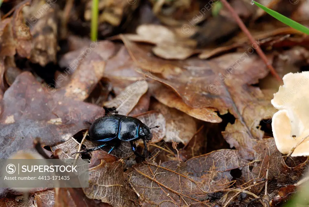 Dung Beetle on dead leaves France