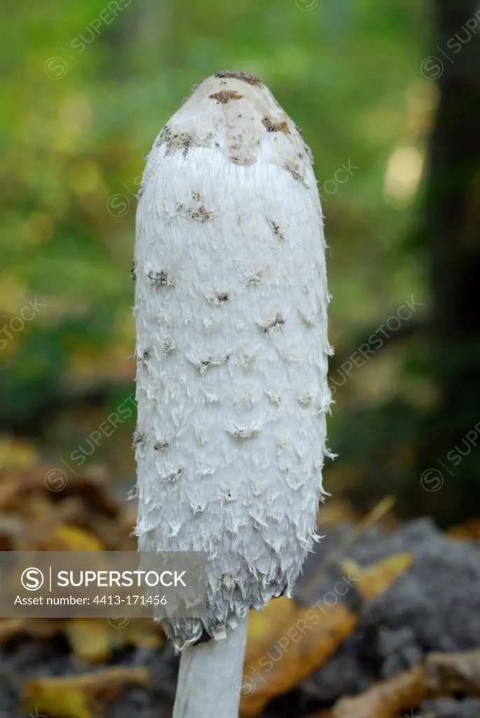 Shaggy ink cap in earth and dead leaves in fall France