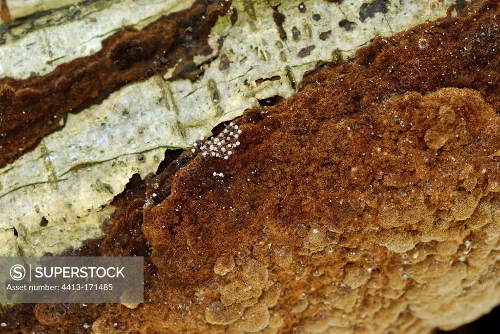 Cinnamon porecrust in the undergrowth in fall France
