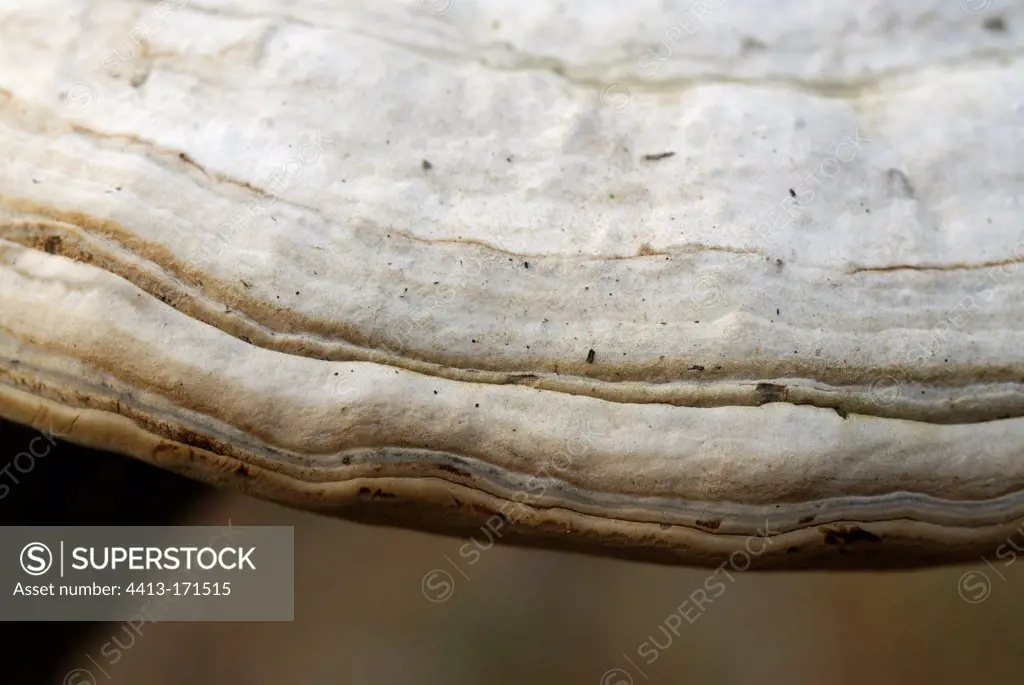 True Tinder Polypore on trunk in autumn France