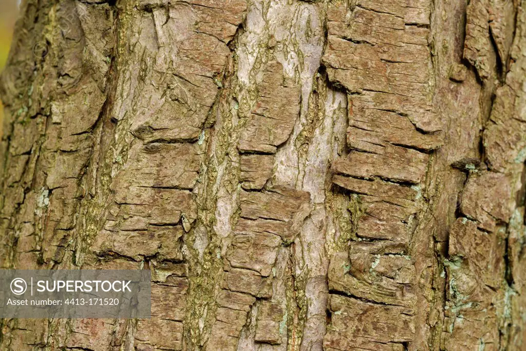 Bark of European Chestnut undergrowth France