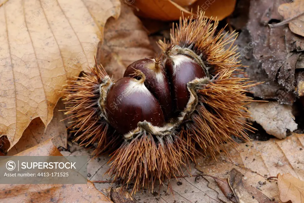 Chestnuts in their bug undergrowth France