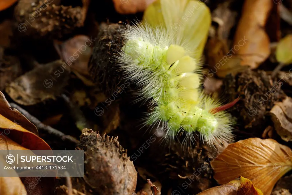 Caterpillar of Pale Tussok on ground in undergrowth France