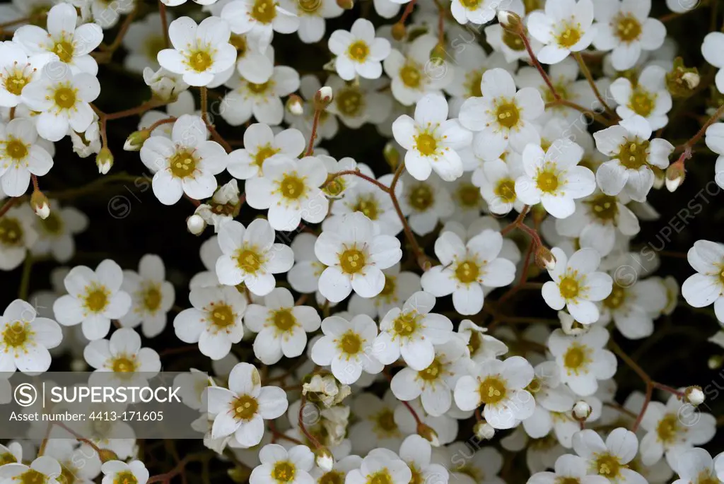 Saxifrage flowers Alps France