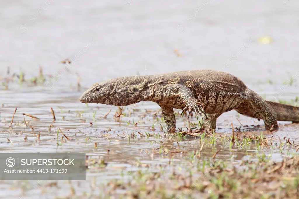 Nile monitor lizard near a pond in search of food RSA