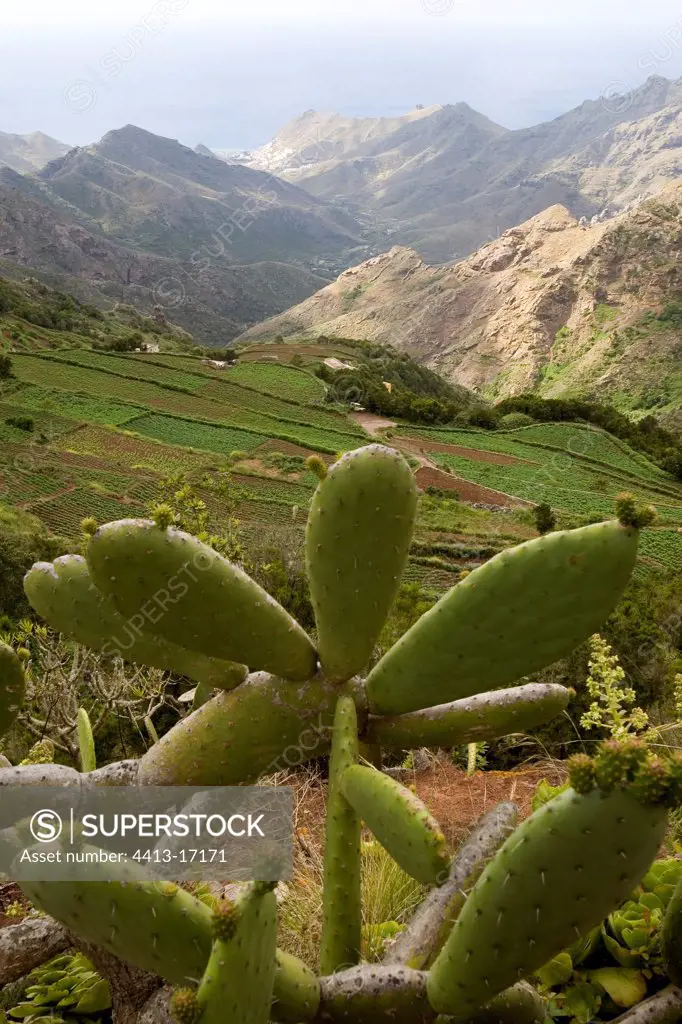 Terrace cultivation Tenerife Canary Islands
