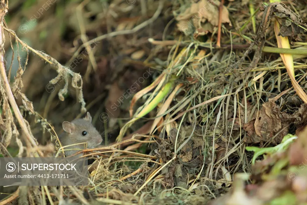 Young Brown Rat in a compost in summer France