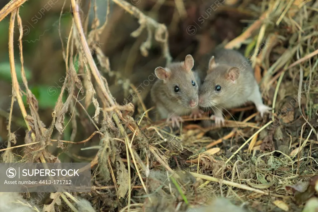 Young Brown Rats in a compost in summer France