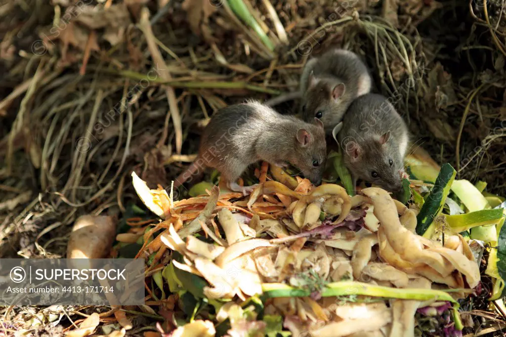 Young Brown Rats on a compost in summer France