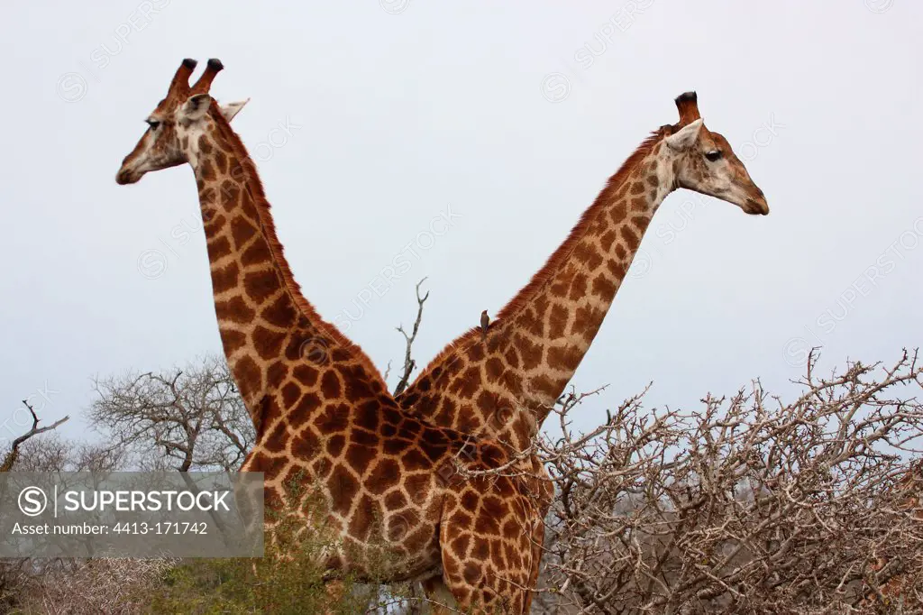 Giraffes adults alert in the Kruger NP in RSA
