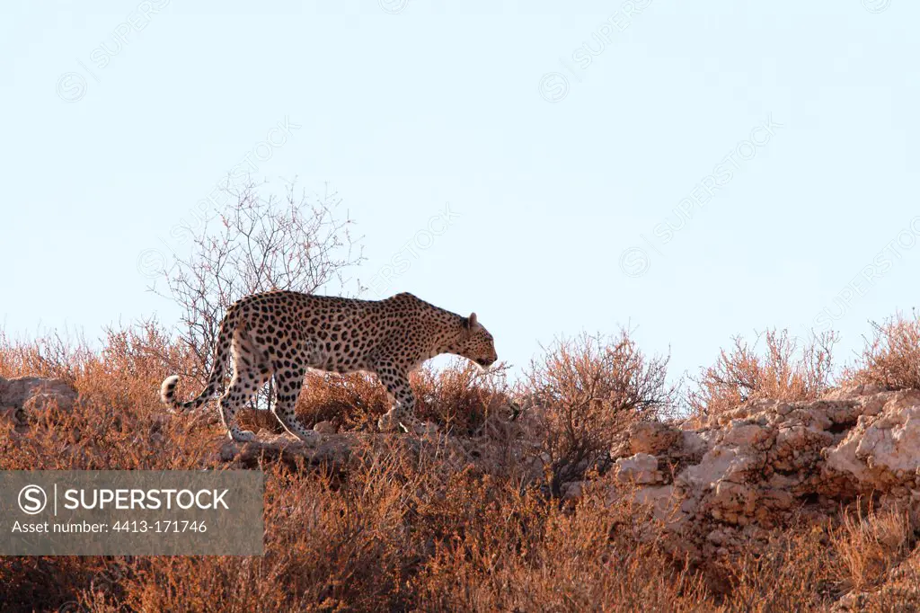Adult leopard approach among the rocks in RSA