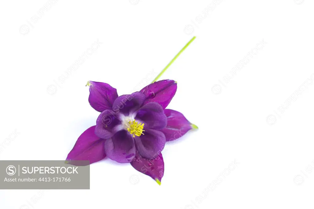 Purple Columbine Flower of common studio on white background