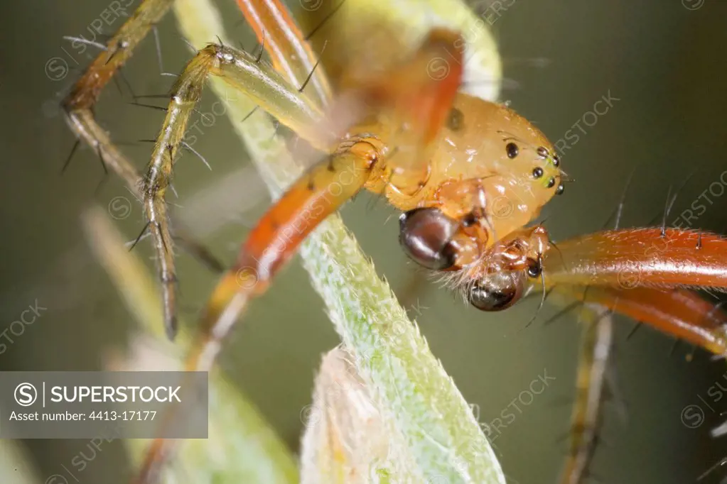 Close-up of a Spider on an unripe Wheat ear France