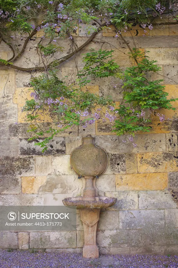 Glycine and old stone basin in Périgueux France