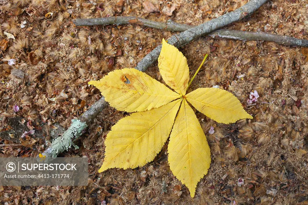 Chestnut leaf in autumn color