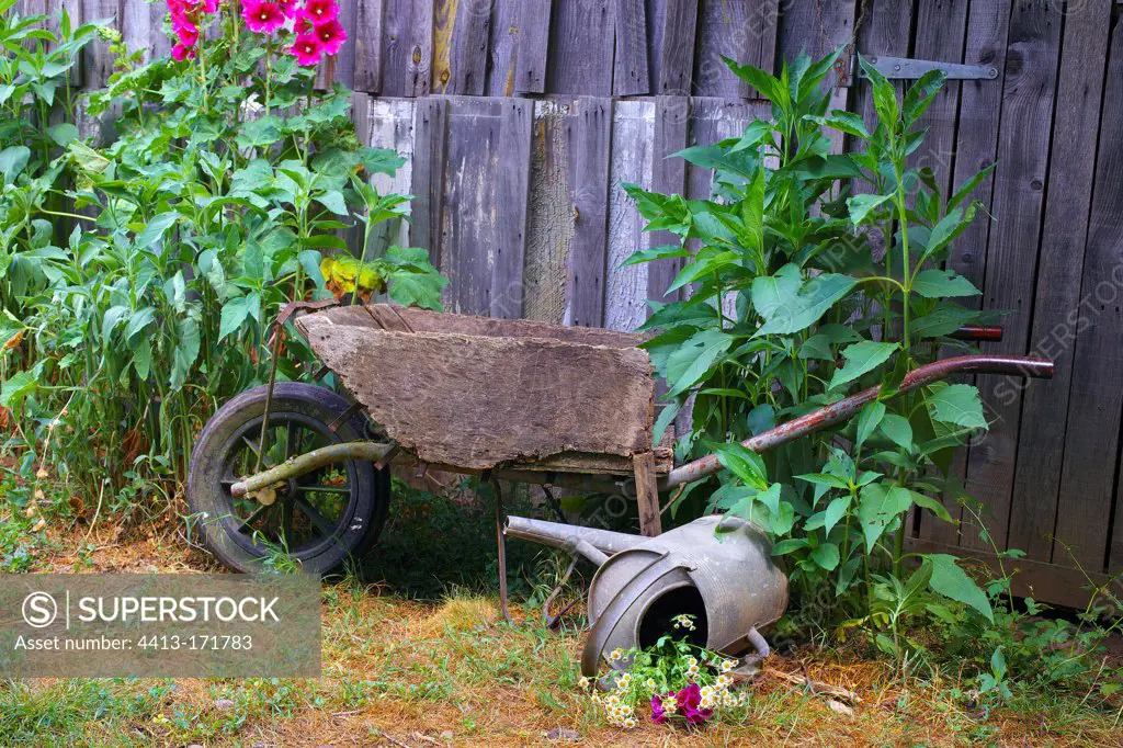 Watering cans and wheelbarrow abandoned in a garden
