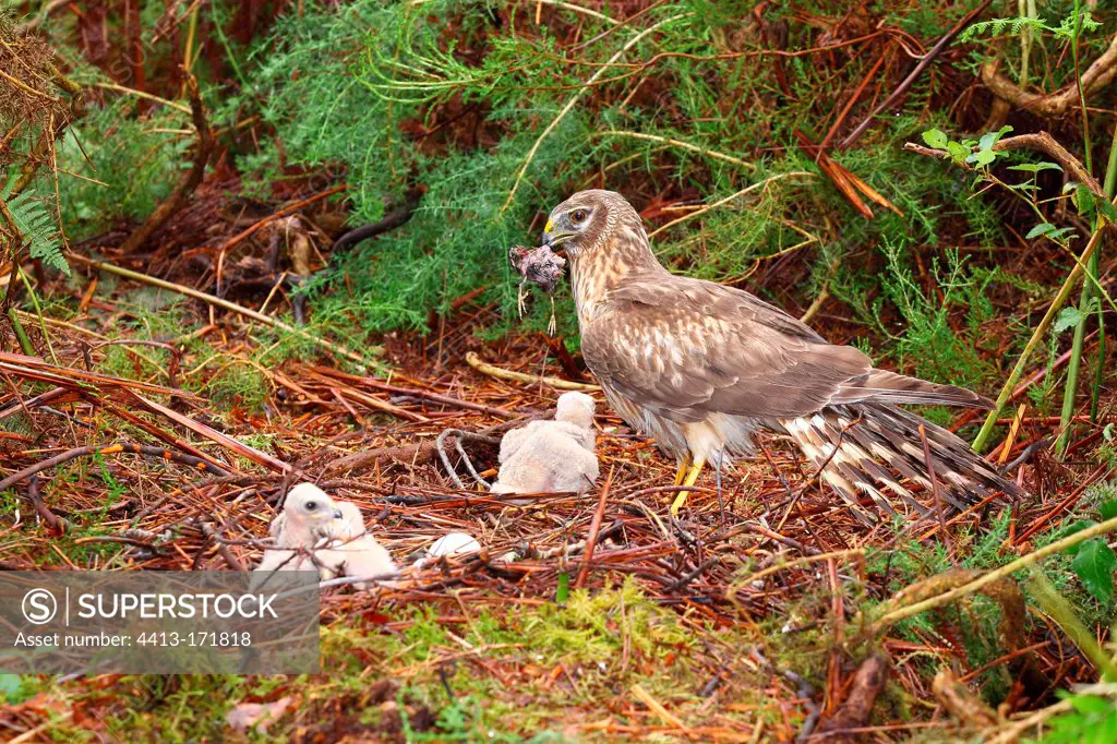 Northern Harrier female feeding its nestlings