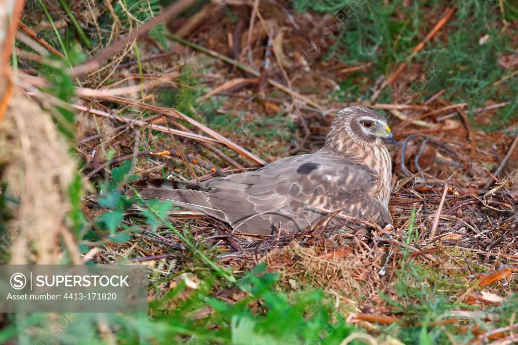 Northern harrier brooding female on nest