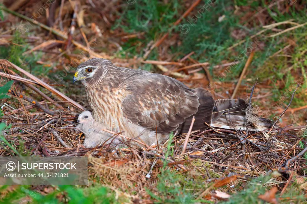 Northern harrier female with its young on nest