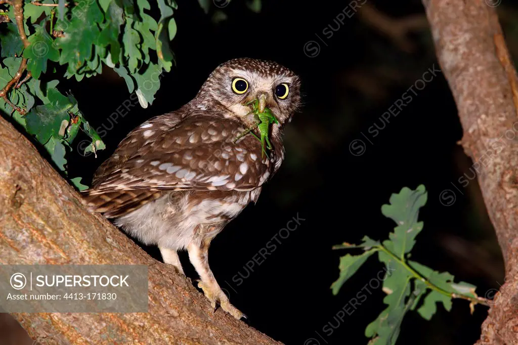 Little Owl in a tree holding a prey in its beak