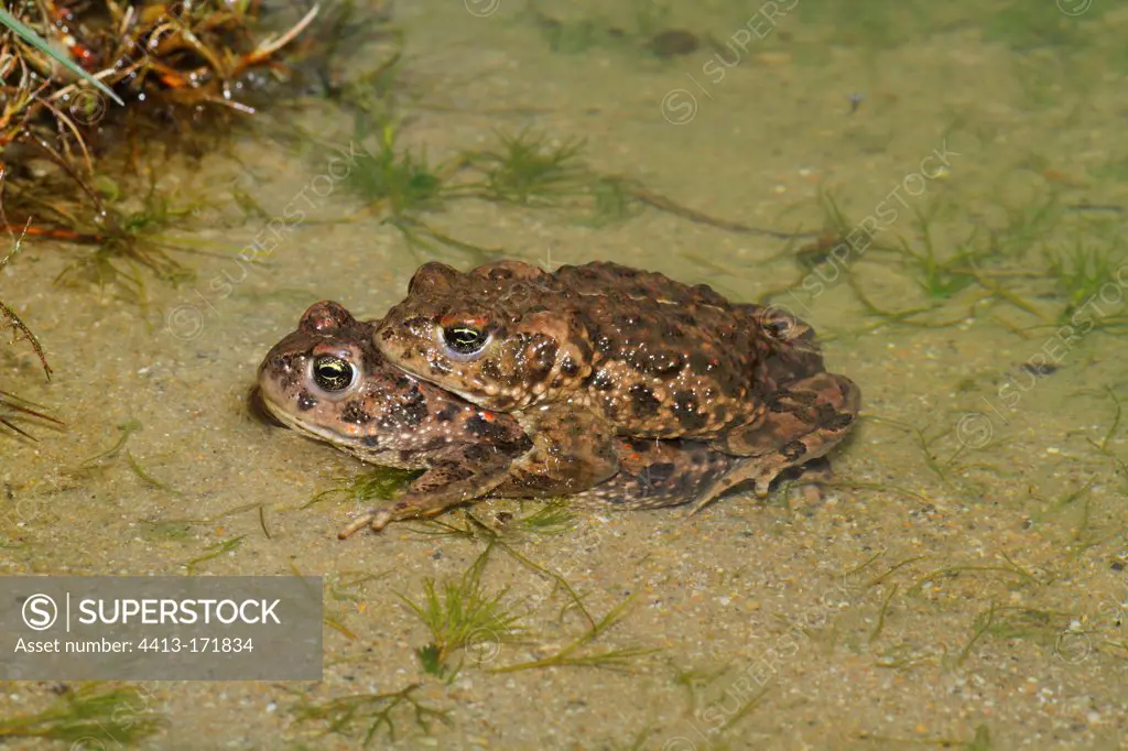 Amplexus of Natterjack Toad