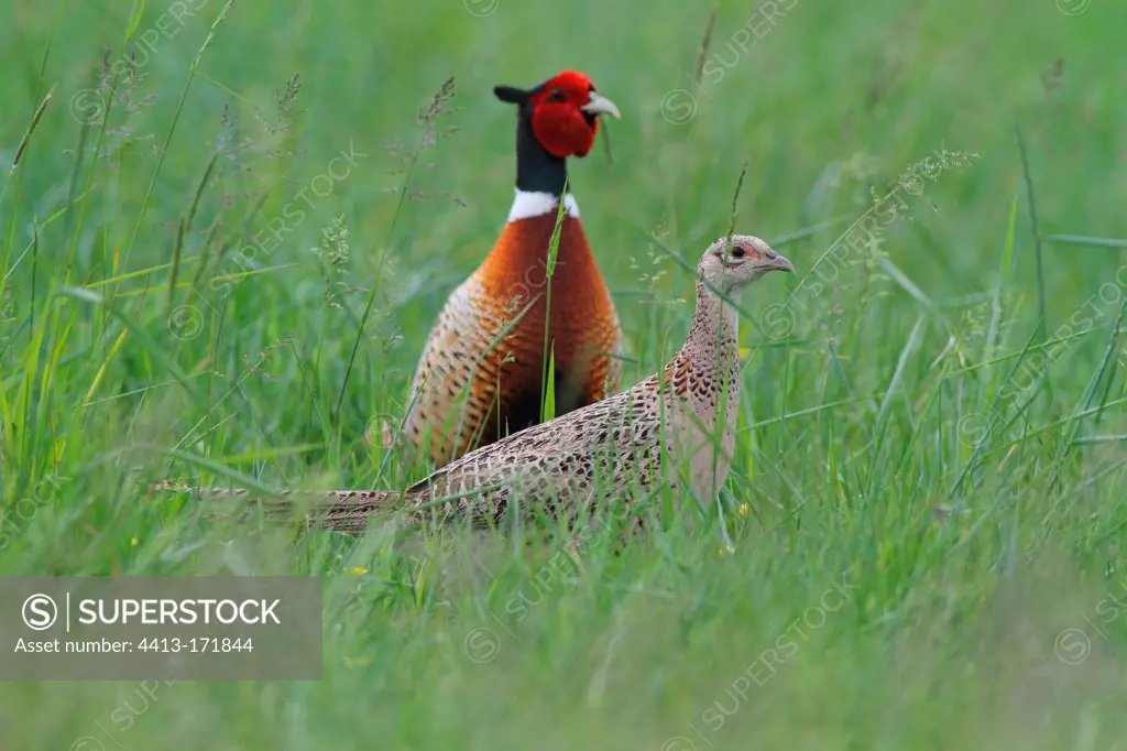 Couple of Ring-necked Pheasants in a meadow